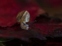 20201021 0109 1  Herfsttijd slakkentijd : Slakken