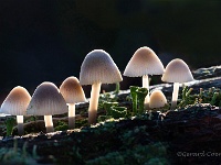 20201023 0060 3  Grote bloedsteelmycena : Paddenstoelen