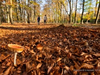 20201106 0025 1  Leenderbos : Leenderheide, Paddenstoelen