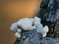 20201106 82 101 focusstacking  Waaiertje : Leenderheide, Paddenstoelen