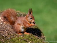 20210319 0094 : Dieren, Eekhoorn