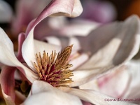 20210401 0007 : Magnolia, Mijn planten, Planten