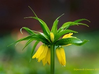 20210415 0007 : Planten, Mijn planten, Fritilaria