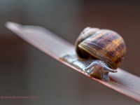 20210802 0024 : Dieren, Slakken