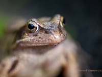 20210802 0092 1 : Dieren, Kikkers, Bruine kikker